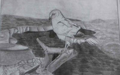 Concurso «Aves de Castilla-La Mancha»
